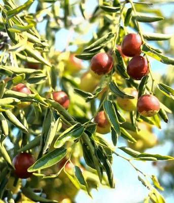 黃驊脆冬棗造富記 一顆小紅果，如何成就富民大產(chǎn)業(yè)？